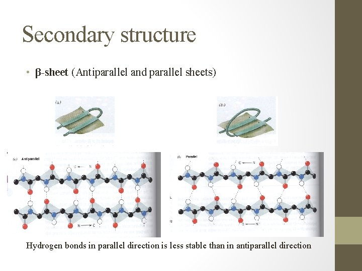 Secondary structure • β-sheet (Antiparallel and parallel sheets) Hydrogen bonds in parallel direction is