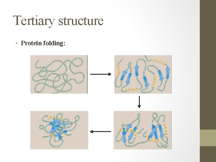 Tertiary structure • Protein folding: 