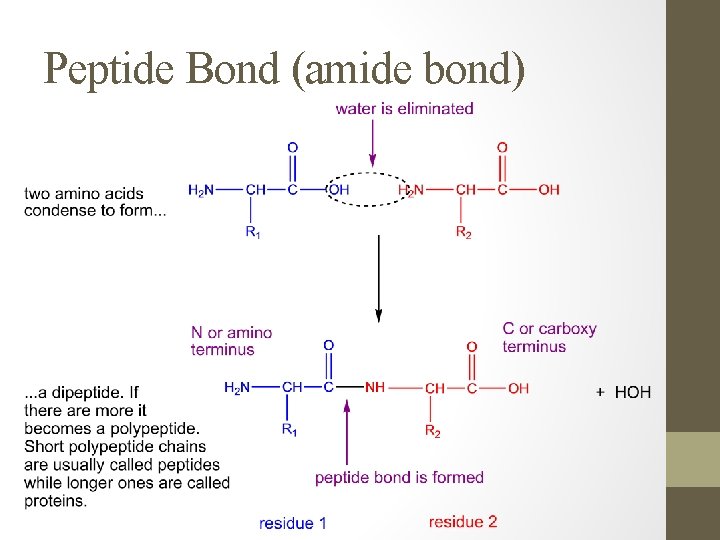 Peptide Bond (amide bond) 