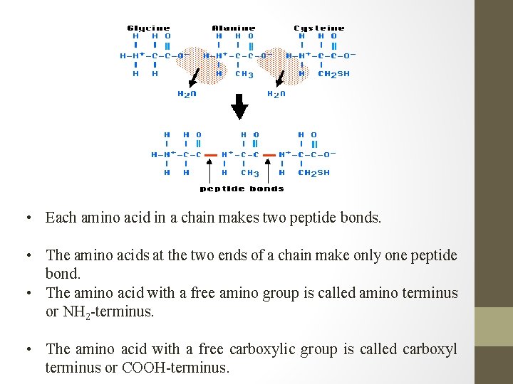  • Each amino acid in a chain makes two peptide bonds. • The