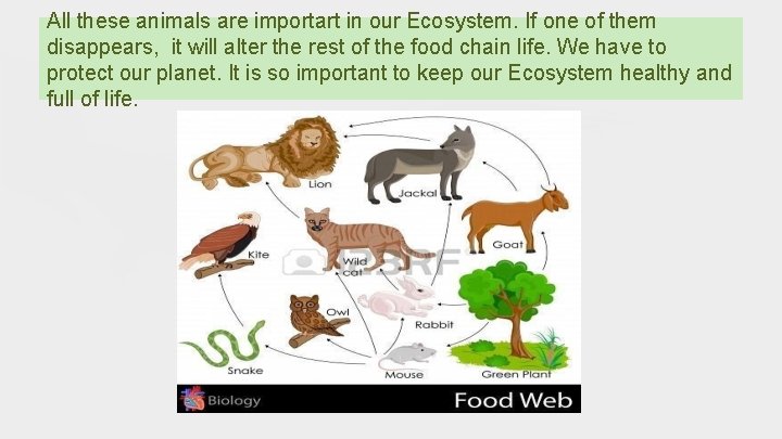 Energy and matter in the ecosystem By Bella
