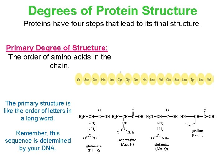 Degrees of Protein Structure Proteins have four steps that lead to its final structure.