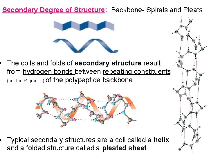 Secondary Degree of Structure: Backbone- Spirals and Pleats • The coils and folds of