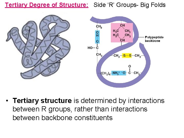 Tertiary Degree of Structure: Side ‘R’ Groups- Big Folds • Tertiary structure is determined