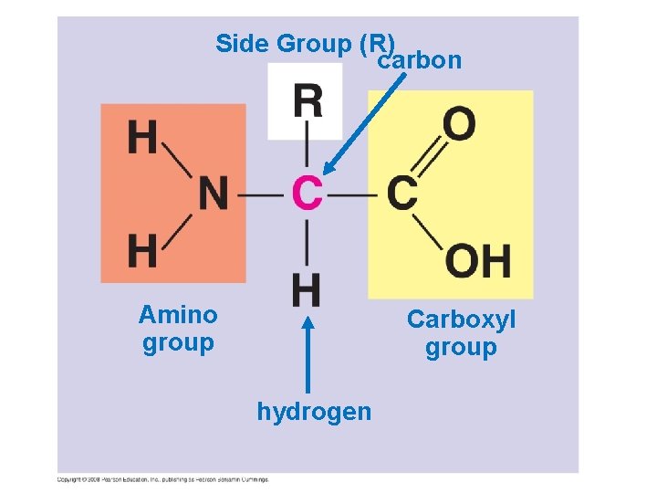 Side Group (R) carbon Amino group Carboxyl group hydrogen 