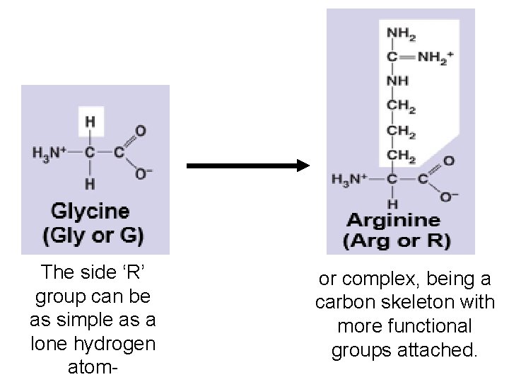 The side ‘R’ group can be as simple as a lone hydrogen atom- or