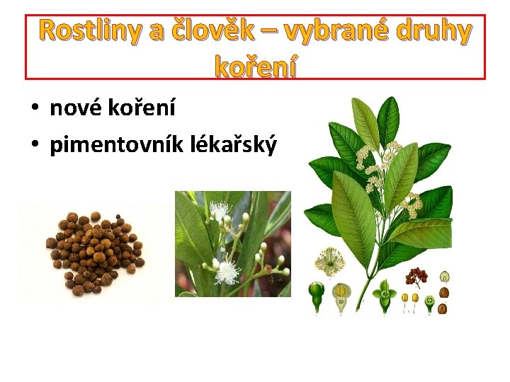 Rostliny a člověk – vybrané druhy koření • nové koření • pimentovník lékařský 