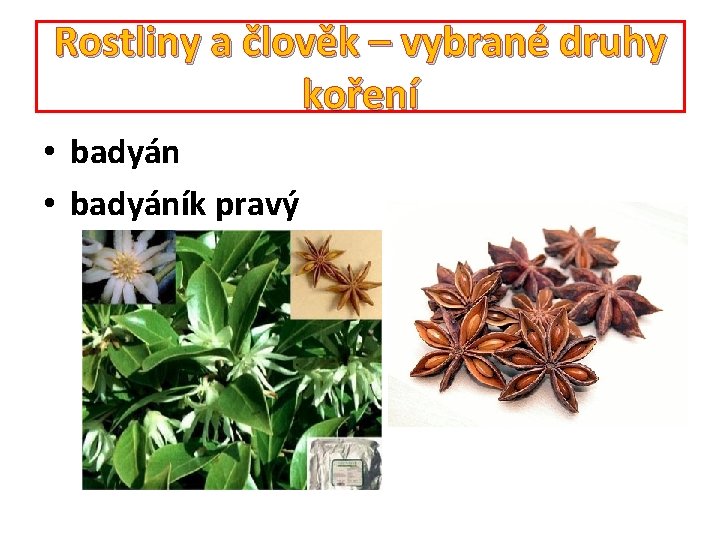 Rostliny a člověk – vybrané druhy koření • badyáník pravý 