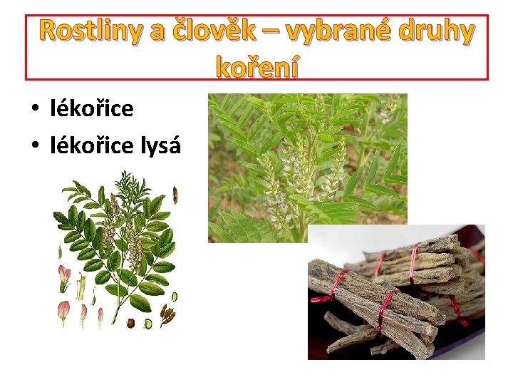 Rostliny a člověk – vybrané druhy koření • lékořice lysá 