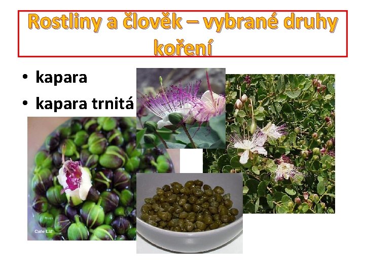 Rostliny a člověk – vybrané druhy koření • kapara trnitá 