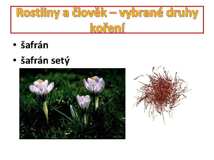 Rostliny a člověk – vybrané druhy koření • šafrán setý 