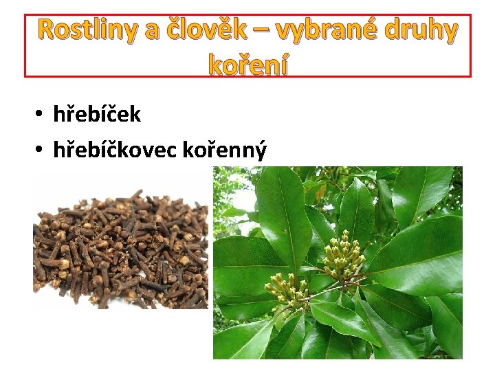 Rostliny a člověk – vybrané druhy koření • hřebíček • hřebíčkovec kořenný 