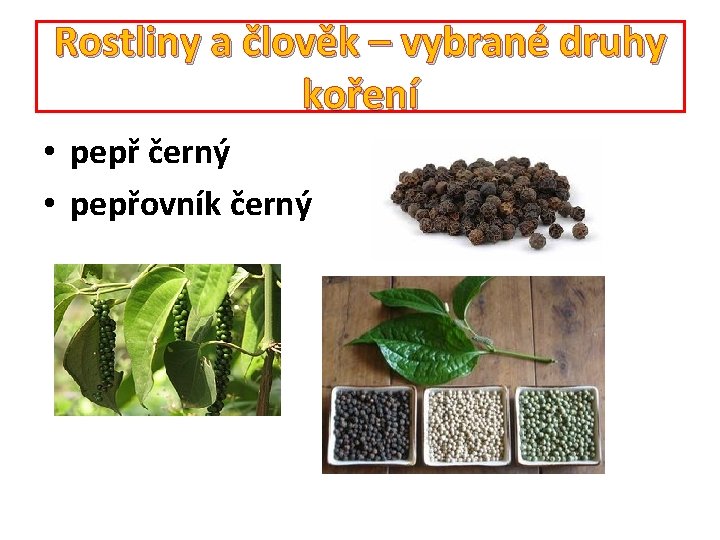 Rostliny a člověk – vybrané druhy koření • pepř černý • pepřovník černý 