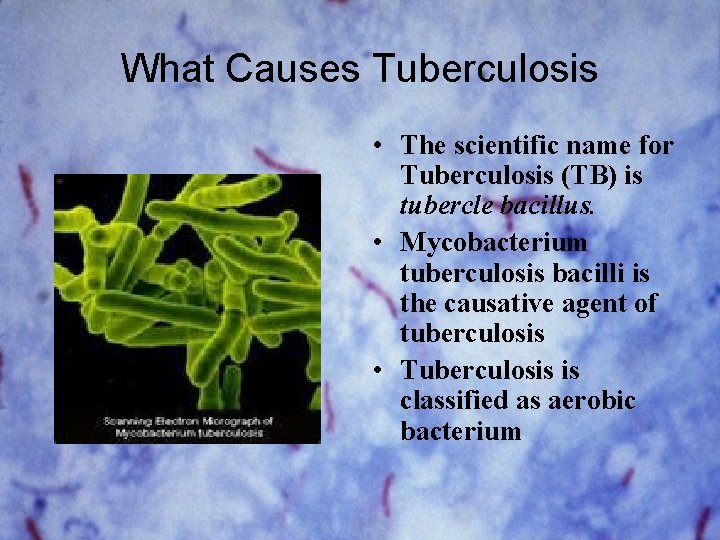 What Causes Tuberculosis • The scientific name for Tuberculosis (TB) is tubercle bacillus. •