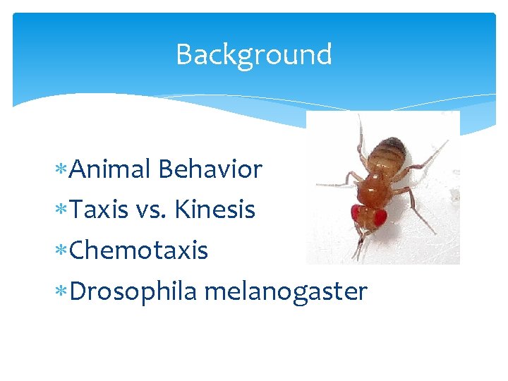 Background Animal Behavior Taxis vs. Kinesis Chemotaxis Drosophila melanogaster 