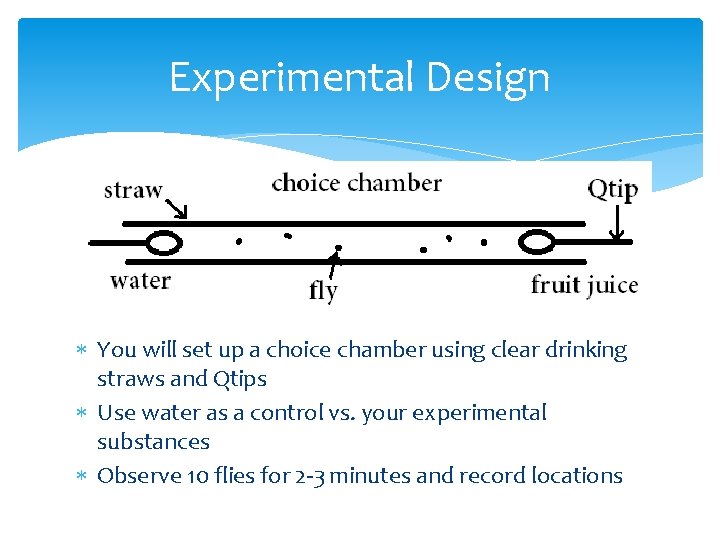 Experimental Design You will set up a choice chamber using clear drinking straws and