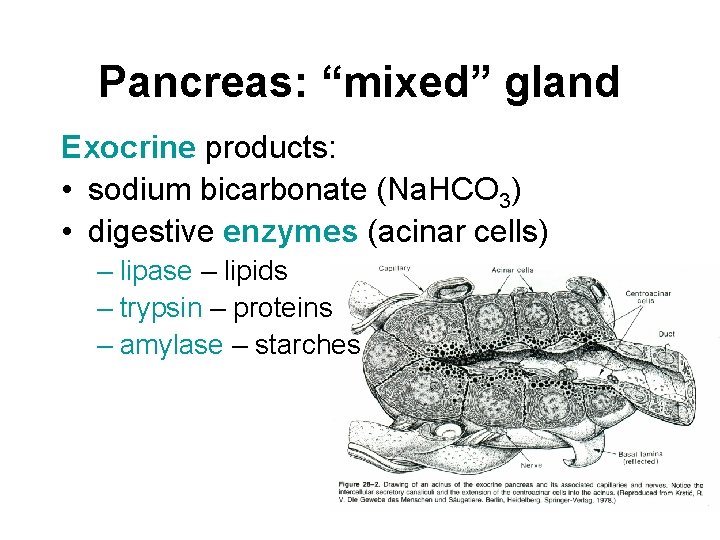 Pancreas: “mixed” gland Exocrine products: • sodium bicarbonate (Na. HCO 3) • digestive enzymes