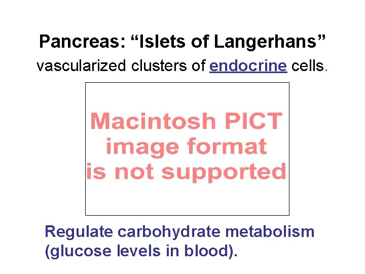 Pancreas: “Islets of Langerhans” vascularized clusters of endocrine cells. Regulate carbohydrate metabolism (glucose levels