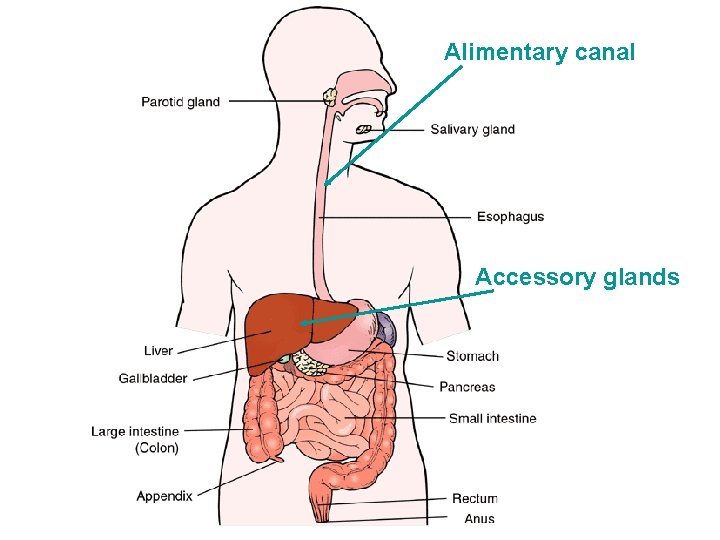 Alimentary canal Accessory glands 