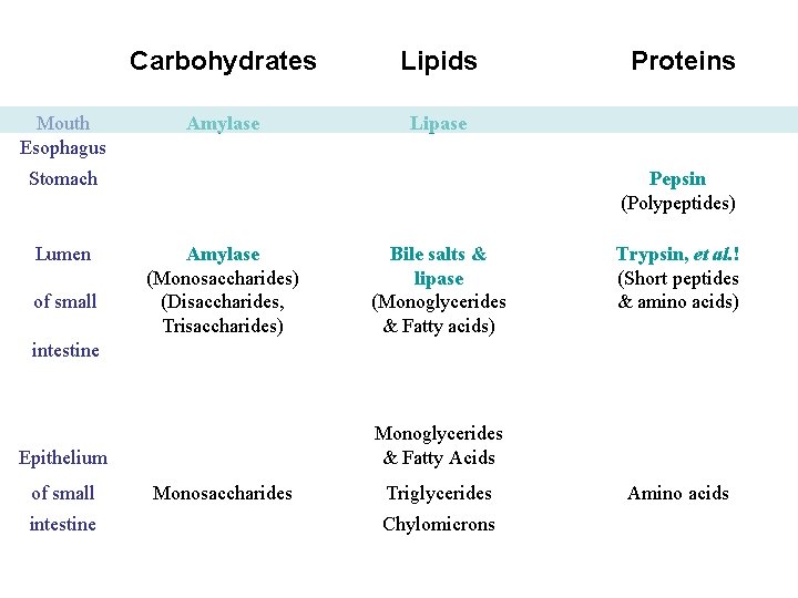 Mouth Esophagus Carbohydrates Lipids Amylase Lipase Stomach Lumen of small Proteins Pepsin (Polypeptides) Amylase