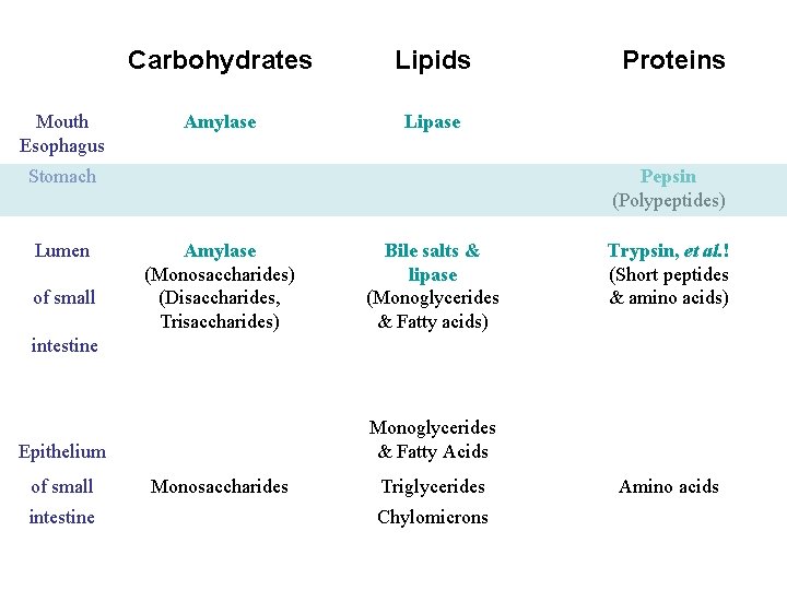 Mouth Esophagus Carbohydrates Lipids Amylase Lipase Stomach Lumen of small Proteins Pepsin (Polypeptides) Amylase