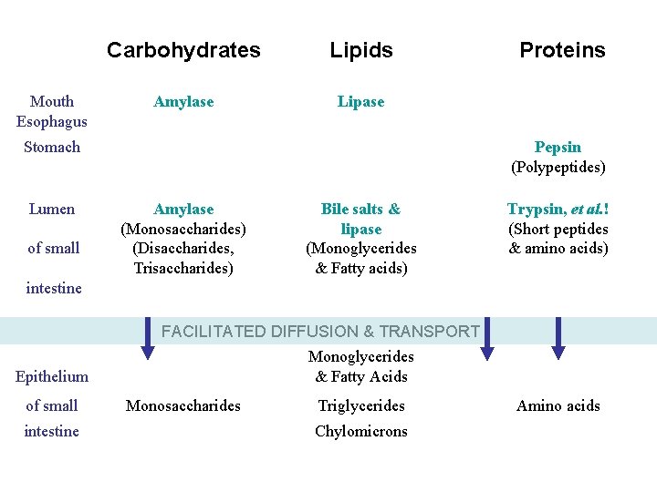 Mouth Esophagus Carbohydrates Lipids Amylase Lipase Stomach Lumen of small Proteins Pepsin (Polypeptides) Amylase