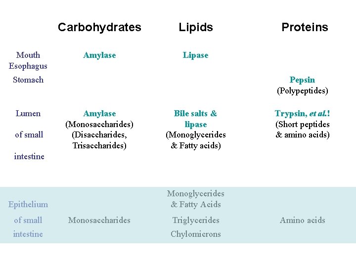 Mouth Esophagus Carbohydrates Lipids Amylase Lipase Stomach Lumen of small Proteins Pepsin (Polypeptides) Amylase