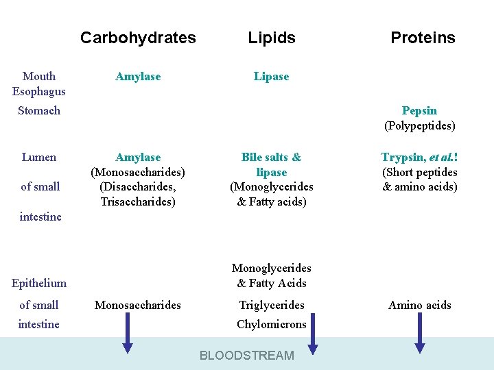 Mouth Esophagus Carbohydrates Lipids Amylase Lipase Stomach Lumen of small Proteins Pepsin (Polypeptides) Amylase