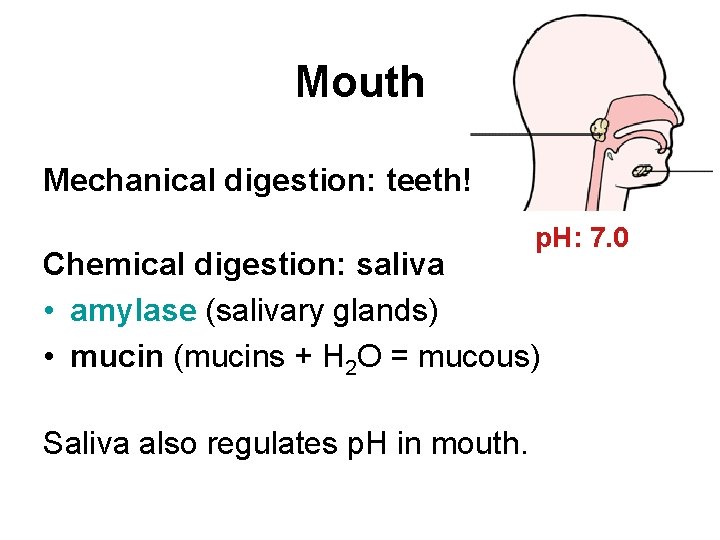Mouth Mechanical digestion: teeth! p. H: 7. 0 Chemical digestion: saliva • amylase (salivary