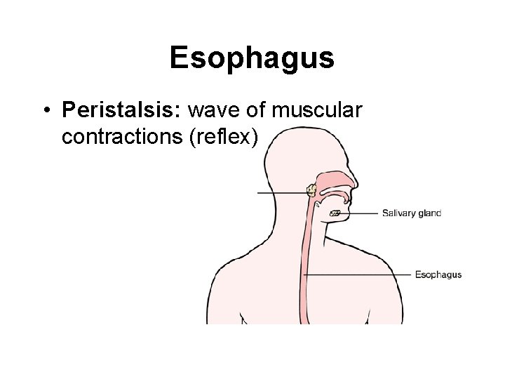 Esophagus • Peristalsis: wave of muscular contractions (reflex) 