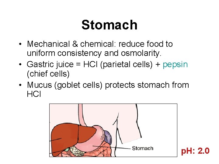 Stomach • Mechanical & chemical: reduce food to uniform consistency and osmolarity. • Gastric