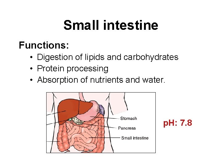 Small intestine Functions: • Digestion of lipids and carbohydrates • Protein processing • Absorption