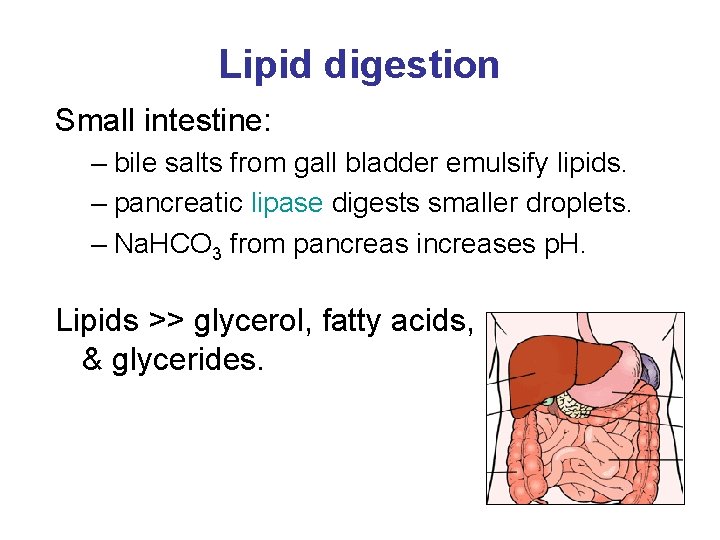 Lipid digestion Small intestine: – bile salts from gall bladder emulsify lipids. – pancreatic
