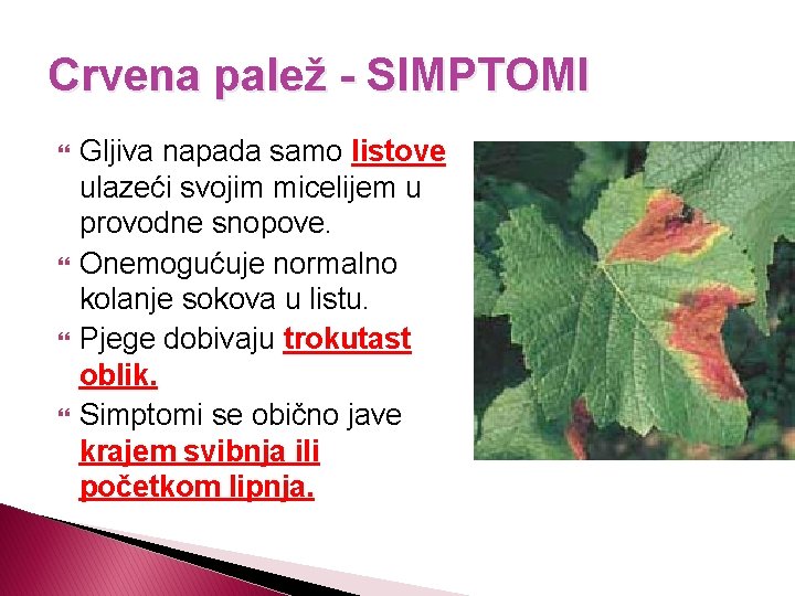 Crvena palež - SIMPTOMI Gljiva napada samo listove ulazeći svojim micelijem u provodne snopove.