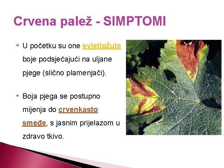 Crvena palež - SIMPTOMI U početku su one svjetložute boje podsjećajući na uljane pjege