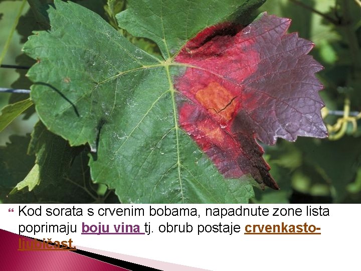  Kod sorata s crvenim bobama, napadnute zone lista poprimaju boju vina tj. obrub