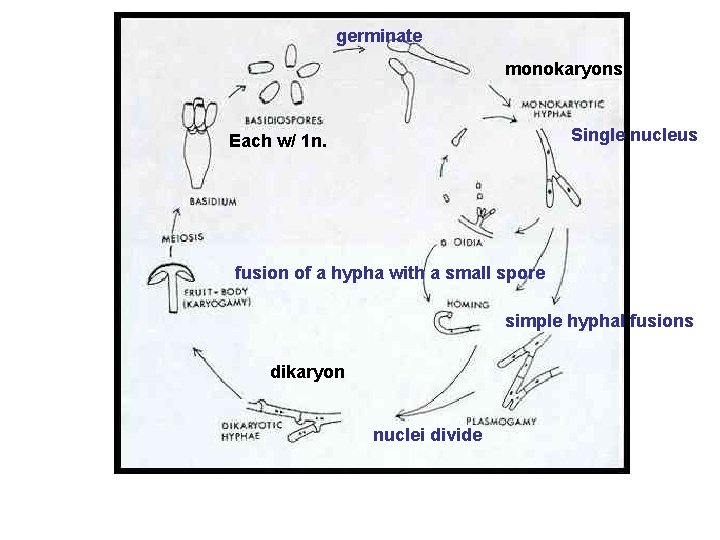 germinate monokaryons Single nucleus Each w/ 1 n. fusion of a hypha with a