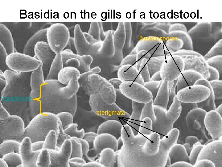 Basidia on the gills of a toadstool. Basidiospores basidium sterigmata 