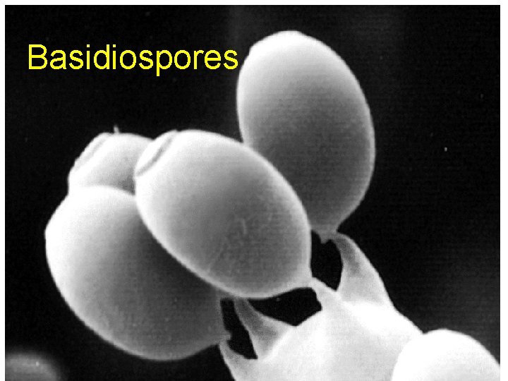 Basidiospores 