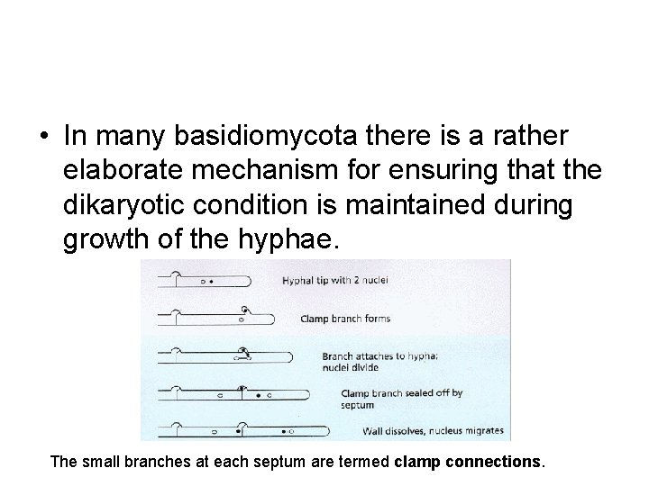  • In many basidiomycota there is a rather elaborate mechanism for ensuring that