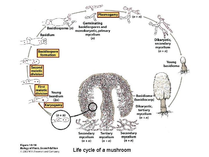 Life cycle of a mushroom 