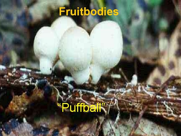 Fruitbodies “Puffball” 