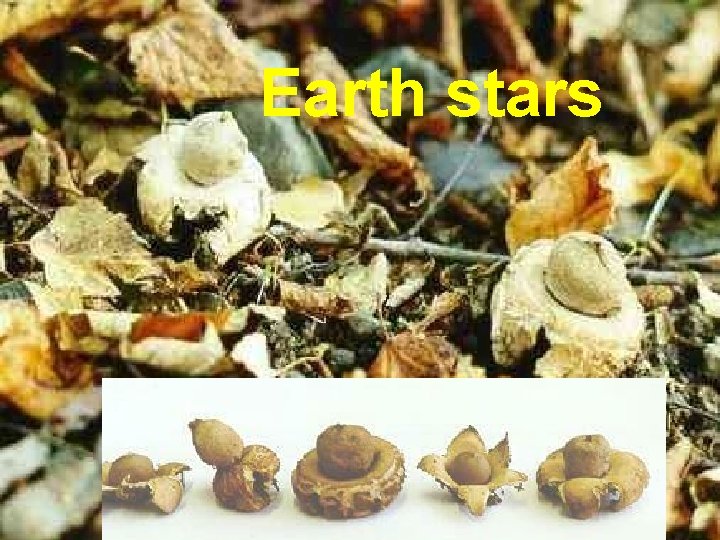 Earth stars 