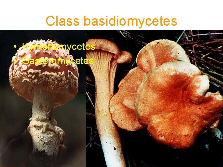 Class basidiomycetes • Hymenomycetes • Gasteromycetes 