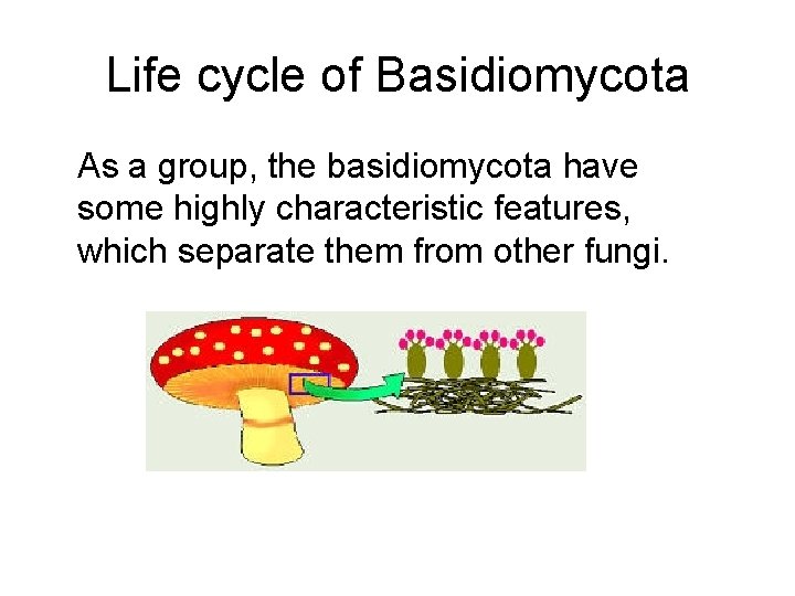 Life cycle of Basidiomycota As a group, the basidiomycota have some highly characteristic features,