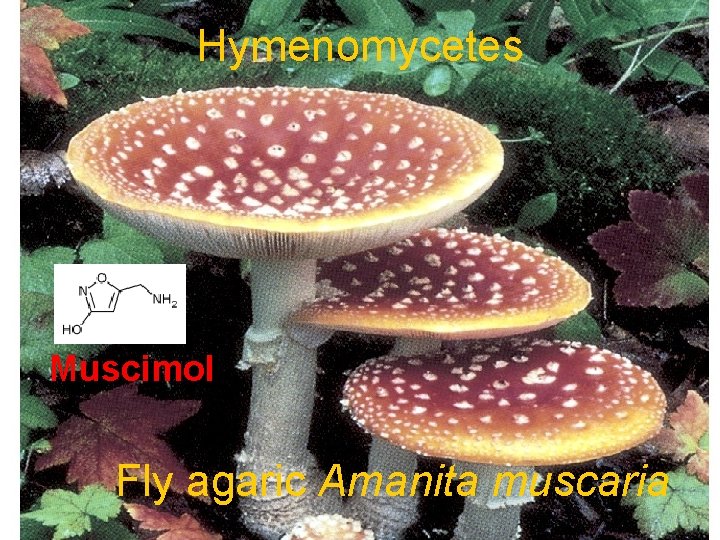 Hymenomycetes Muscimol Fly agaric Amanita muscaria 