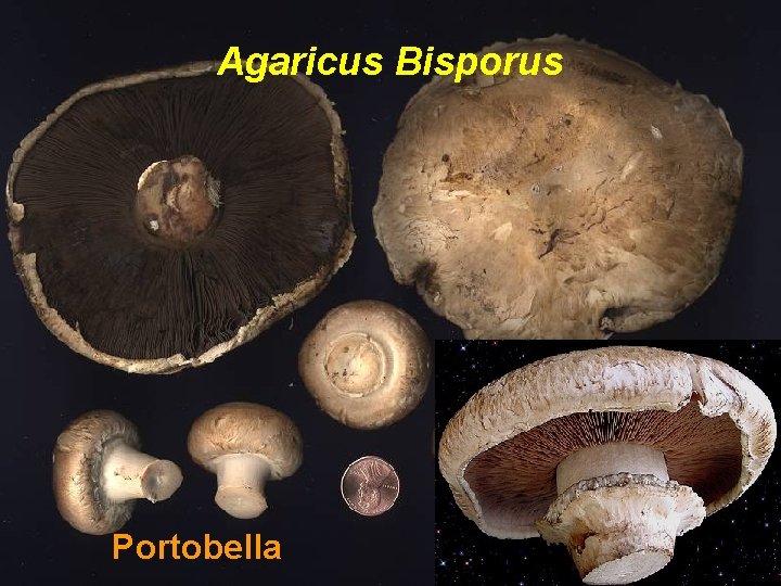 Agaricus Bisporus Portobella 