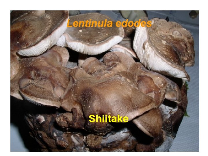 Lentinula edodes Shiitake 