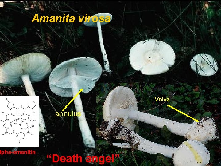 Amanita virosa lpha-amanitin Volva annulus “Death angel” 