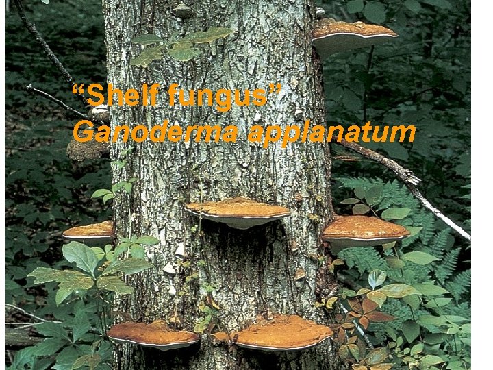 “Shelf fungus” Ganoderma applanatum 